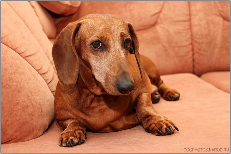 Портрет собаки таксы на диване