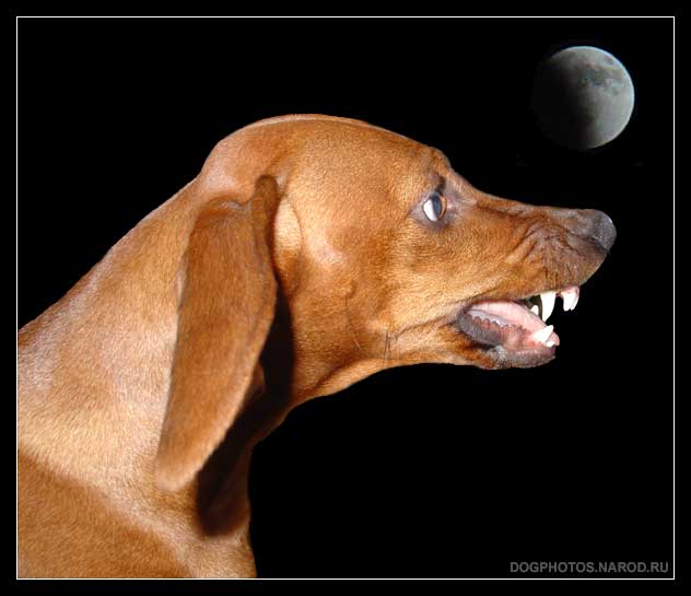 собака такса и лунное затмение