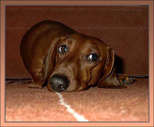 Собака такса грустит на ковре