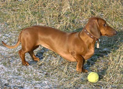 Собака такса с мячиком